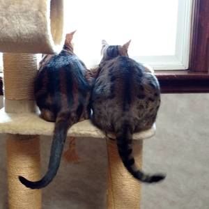 Meet your Posher, Peggy